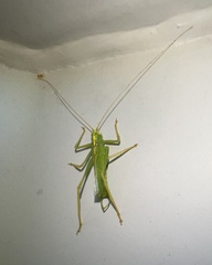 Meconema thalassinum