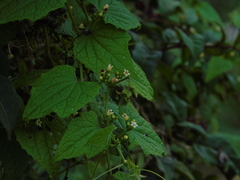Zehneria