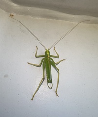 Meconema thalassinum