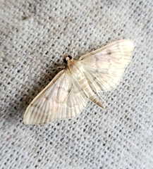 Herpetogramma