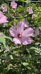Hibiscus moscheutos