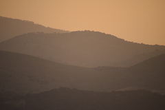 Quercus rotundifolia