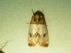 Schinia oculata