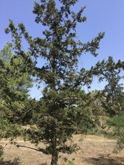 Cupressus sempervirens