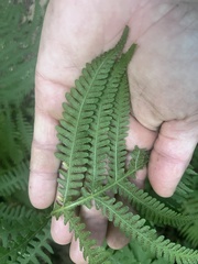 Phegopteris