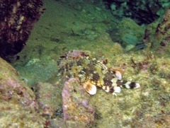 Scorpaena maderensis