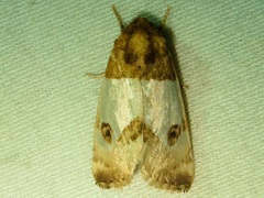 Schinia oculata