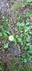 Bellis perennis