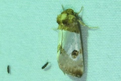 Schinia oculata