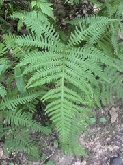 Phegopteris