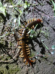 Scolopendra mutilans