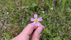 Sabatia campanulata