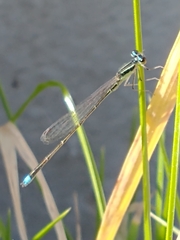 Argentagrion ambiguum