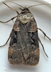 Pseudohermonassa bicarnea