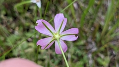 Sabatia campanulata