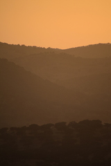 Quercus rotundifolia