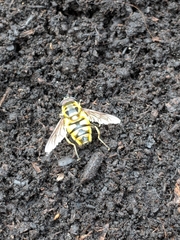 Myathropa florea