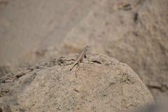 Microlophus