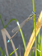 Argentagrion ambiguum