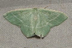 Chlorissa viridata