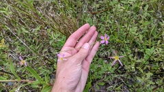 Sabatia campanulata