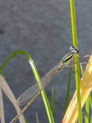 Argentagrion ambiguum