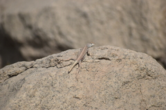 Microlophus
