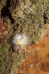 Calliteara pudibunda