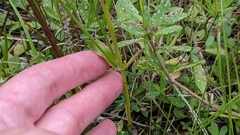Sabatia campanulata
