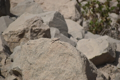 Microlophus