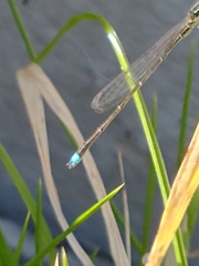 Argentagrion ambiguum