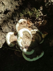 Ganoderma