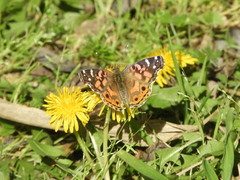 Vanessa braziliensis