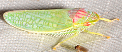 Gyponana octolineata