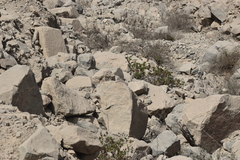Microlophus