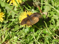 Theagenes dichrous