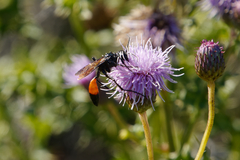 Sphecidae