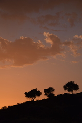 Quercus rotundifolia