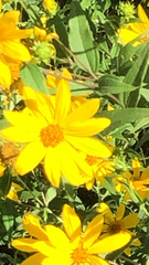 Helianthus hirsutus
