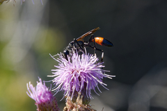 Sphecidae