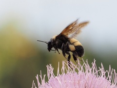 Bombus auricomus