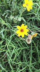 Thelesperma filifolium