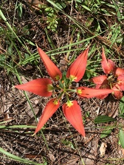 Lilium catesbaei