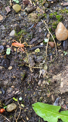 Camptonotus carolinensis