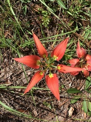 Lilium catesbaei