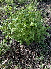 Acer glabrum