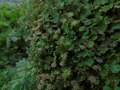 Marchantia