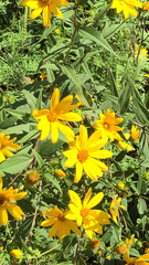 Helianthus hirsutus