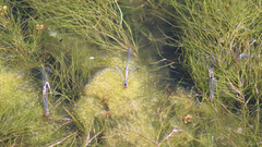 Erythromma viridulum