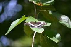 Limenitis arthemis arthemis